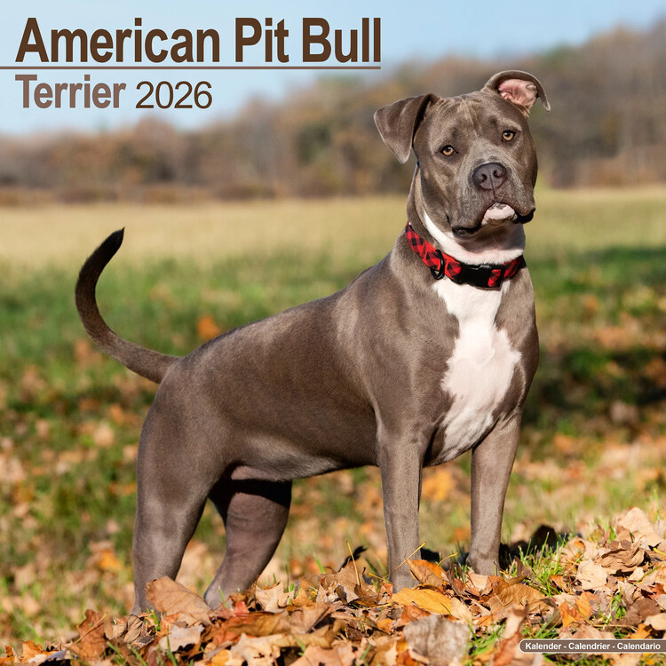 Ημερολόγιο 2027 American Pit Bull Terrier