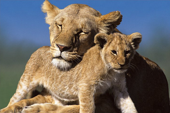 Poster Mother and cub