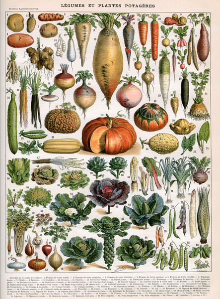 Плакат Illustration of Vegetable Varieties, c.1905-10
