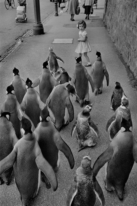 Poster Penquins day out