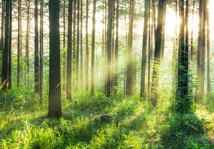 Wall Mural Forest – Sunbeams