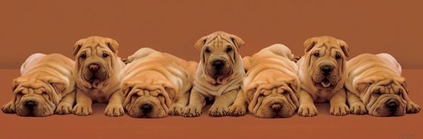 Плакат Keith Kimberlin - puppies