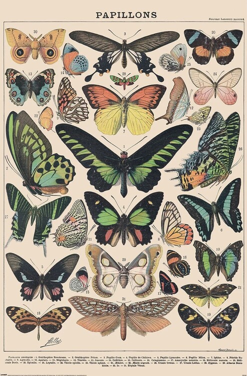 Плакат Adolphe Millot - Papillons