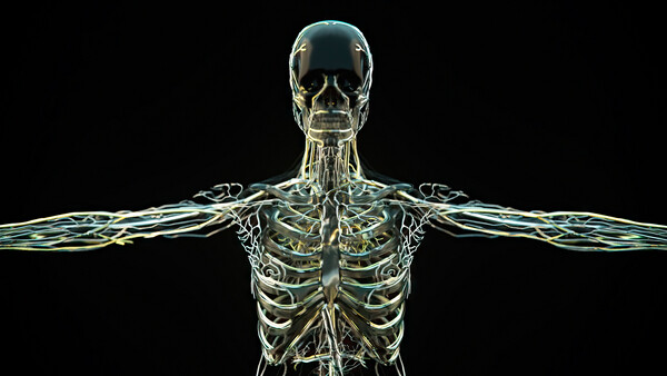 Плакат Skeletal Form,  c.2015-2025