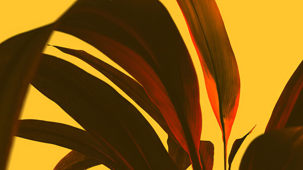 Плакат Palm Frond Sculpture,  c.2015-2025