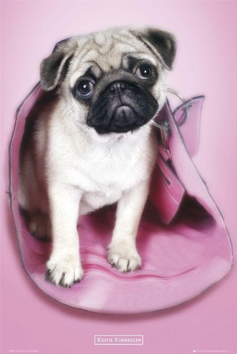 Плакат Keith Kimberlin – mops