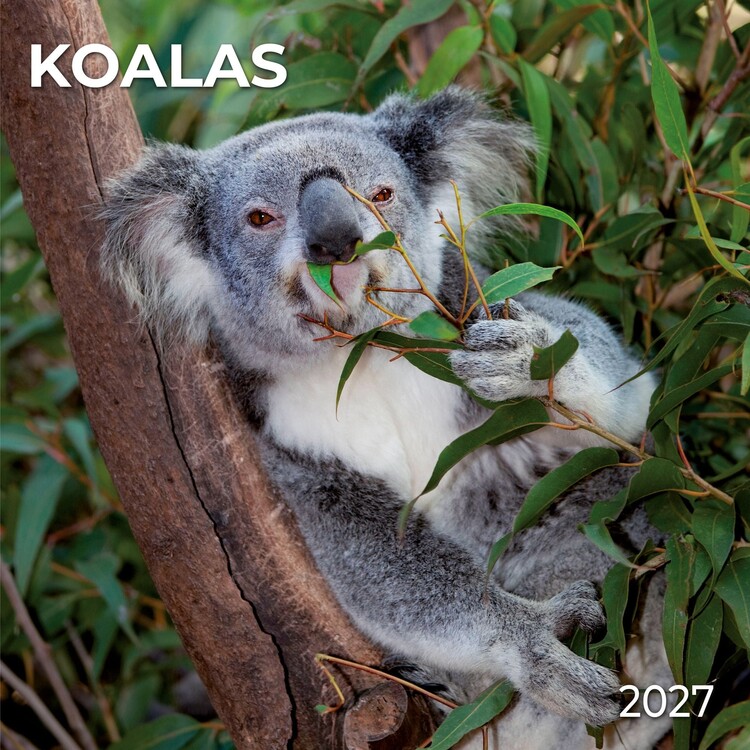 Calendar 2027 Koalas