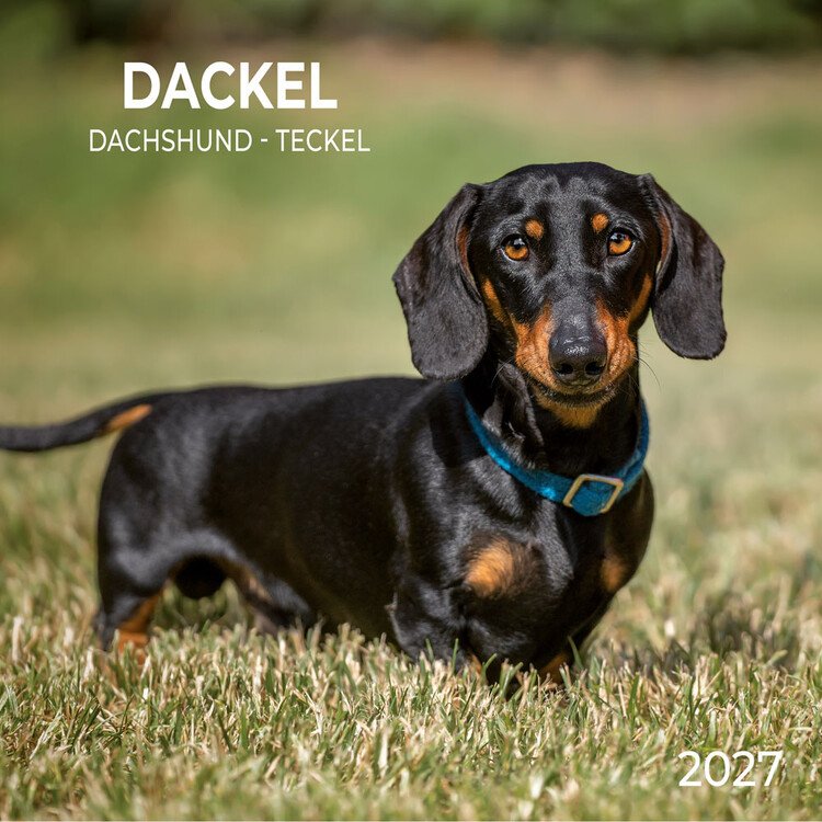 Calendar 2027 Sausage Dog
