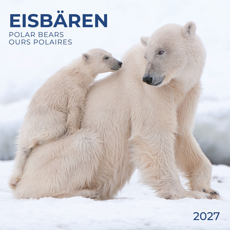 Calendário 2027 Polar Bears