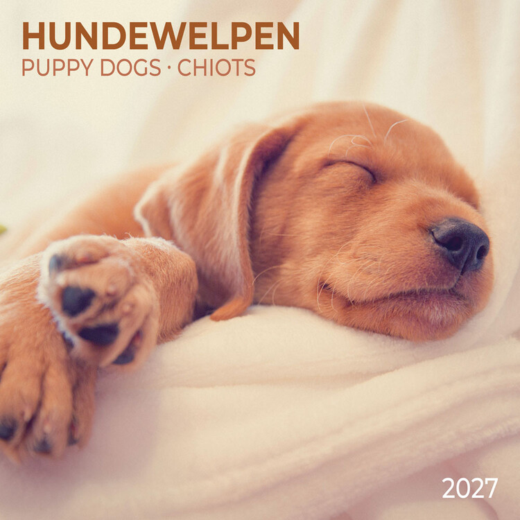 Calendar 2027 Puppy Dogs