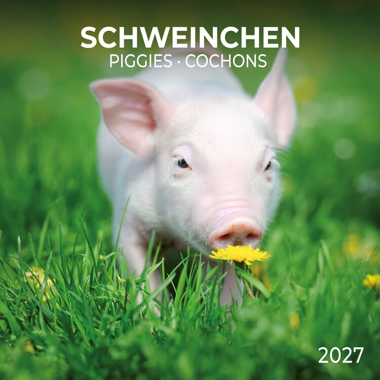 Koledar 2027 Piggies