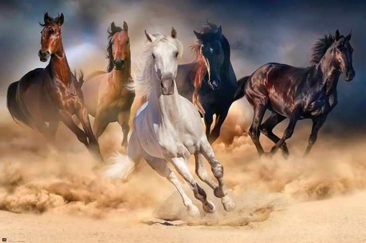 Плакат Hästar - Five horses