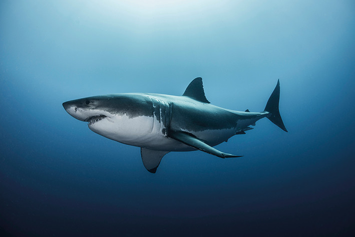 Poster Great White Shark