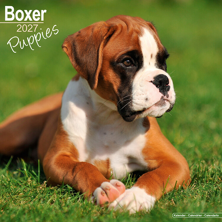 Calendário 2027 Cachorros de boxer