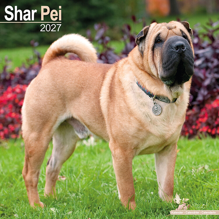 Calendário 2027 Shar Pei