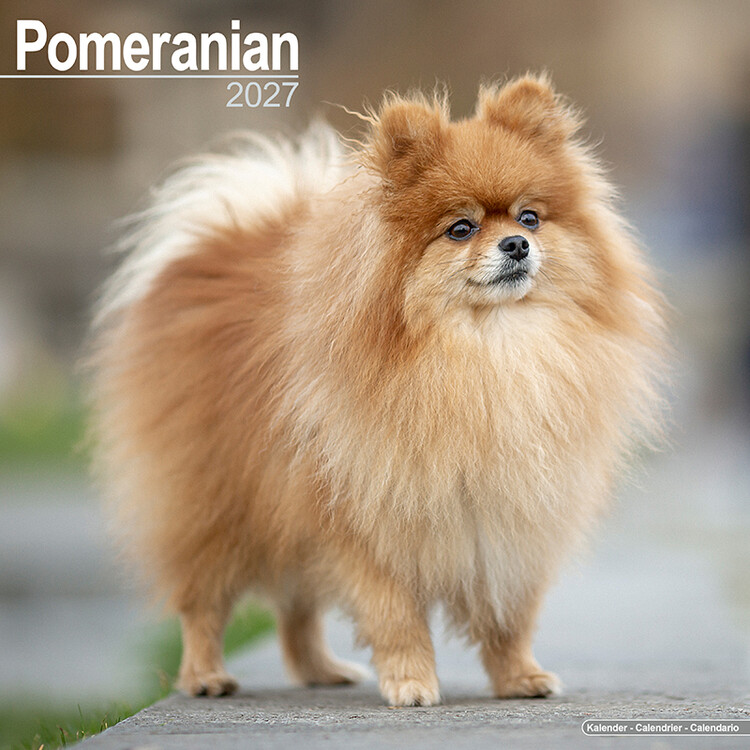 Календар 2027 Pomeranian