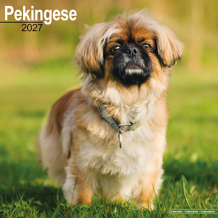Kalenteri 2027 Pekingeesi