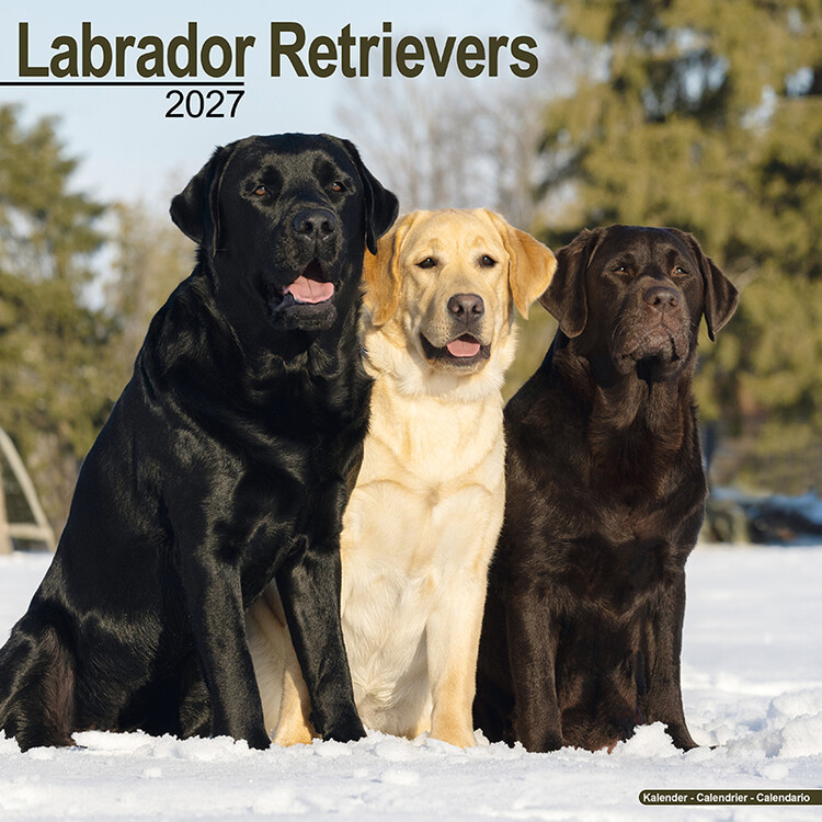 Calendário 2027 Labradores retriever