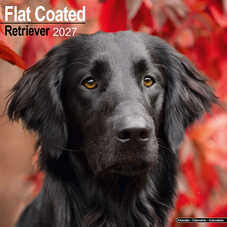 Kalendar 2027 Flat coated retriever