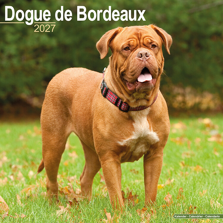 Calendar 2027 Dogue de Bordeaux