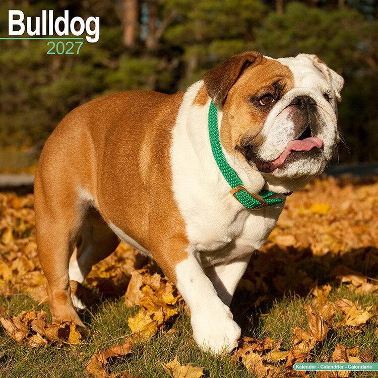 Kalendar 2027 Buldog