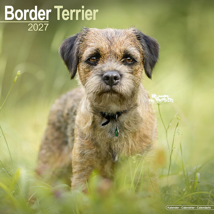 Kalendar 2027 Border terijer
