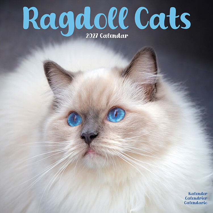 Calendar 2027 Ragdoll Cats