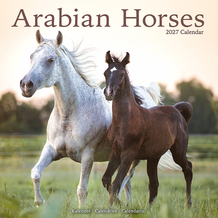 Calendar 2027 Arabian Horses