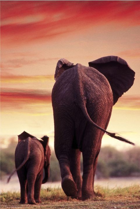 Плакат Elephant Sunset