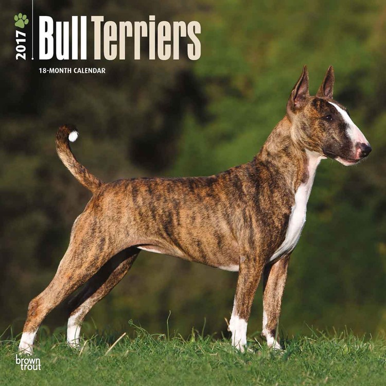 Calendar 2027 Bull Terriers