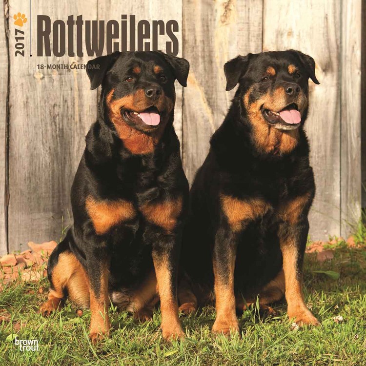Kalendar 2027 Rottweilers
