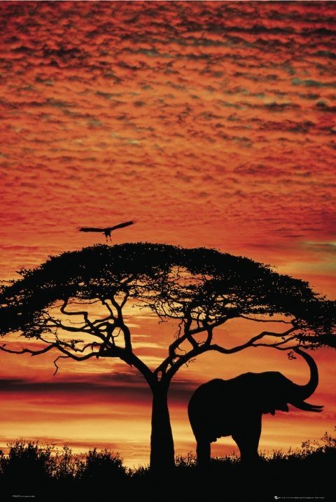 Плакат Africa Sunset – elephant
