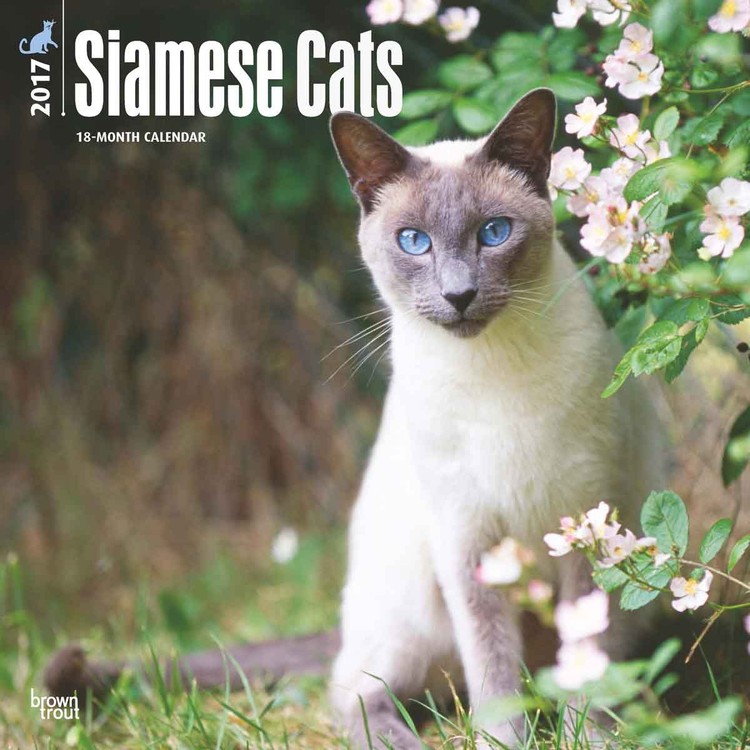 Koledar 2027 Siamese Cats