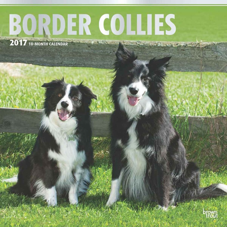 Kalendar 2027 Border Collies