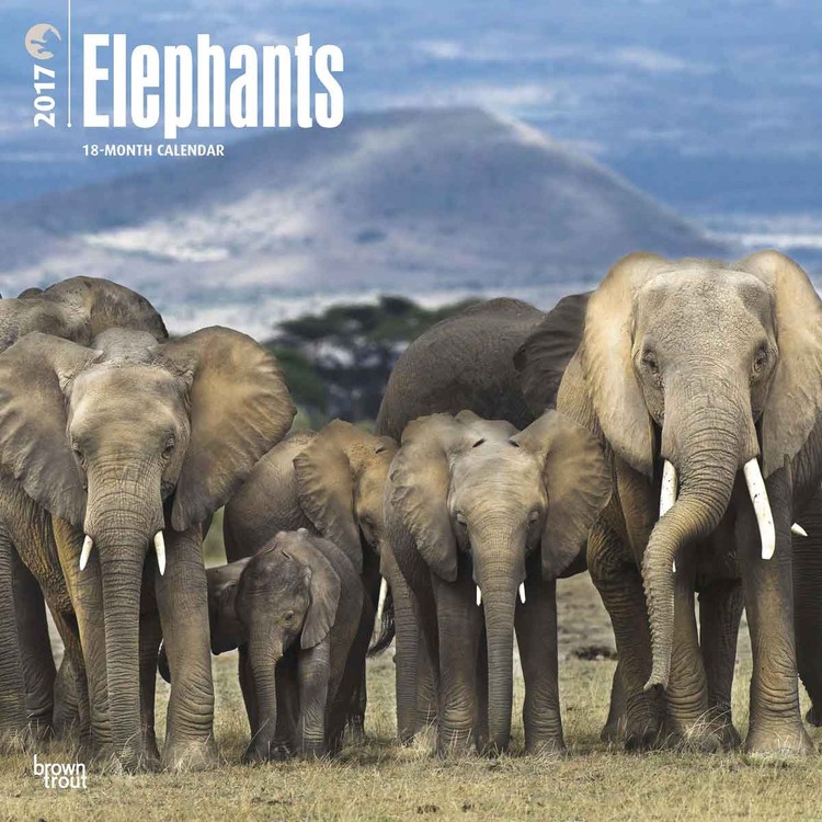 Календар 2027 Elephants