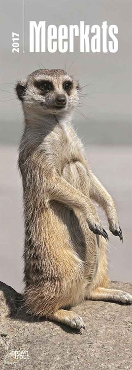 Kalendar 2027 Meerkats