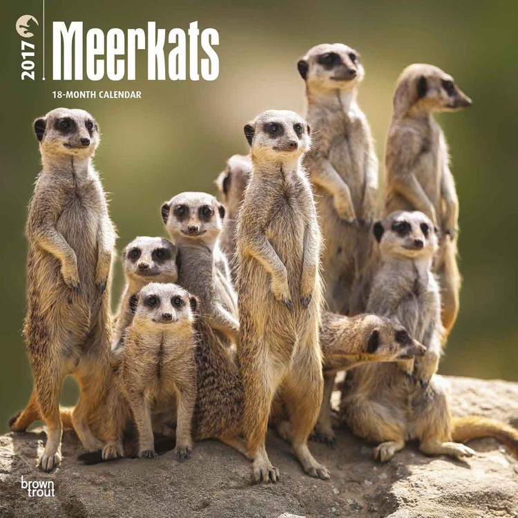 Koledar 2027 Meerkats