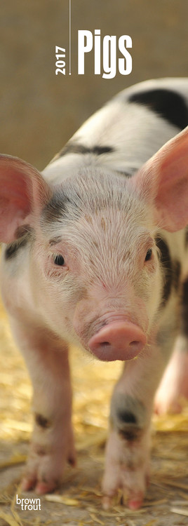 Koledar 2027 Pigs