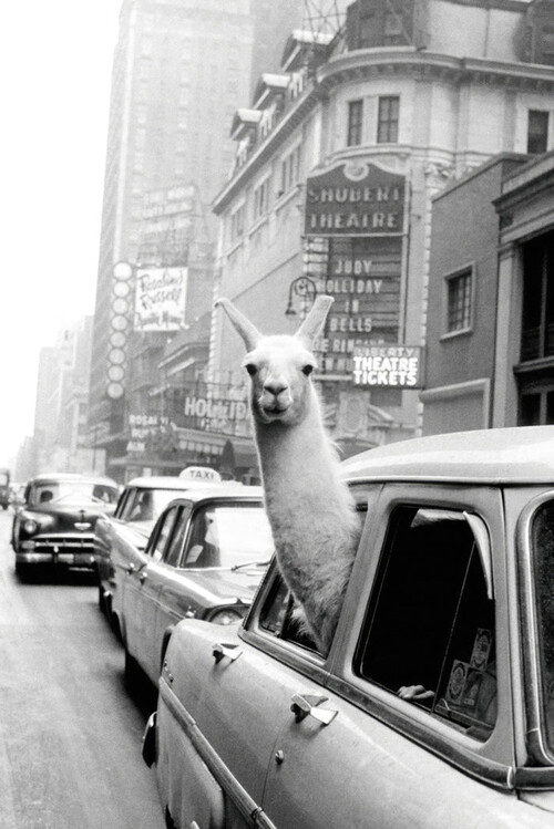 Poster A Llama in Times Square Poster