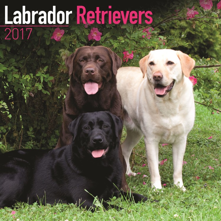 Calendar 2027 Labrador Retriever