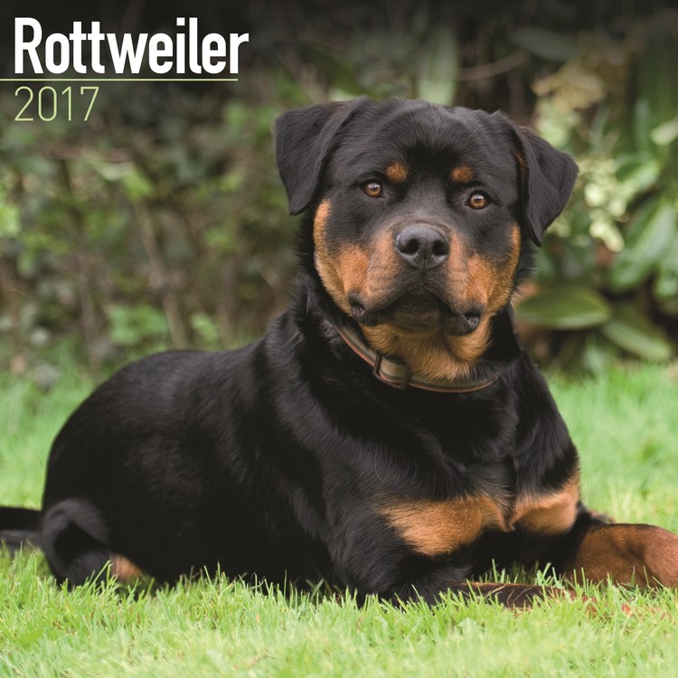 Calendar 2027 Rottweiler