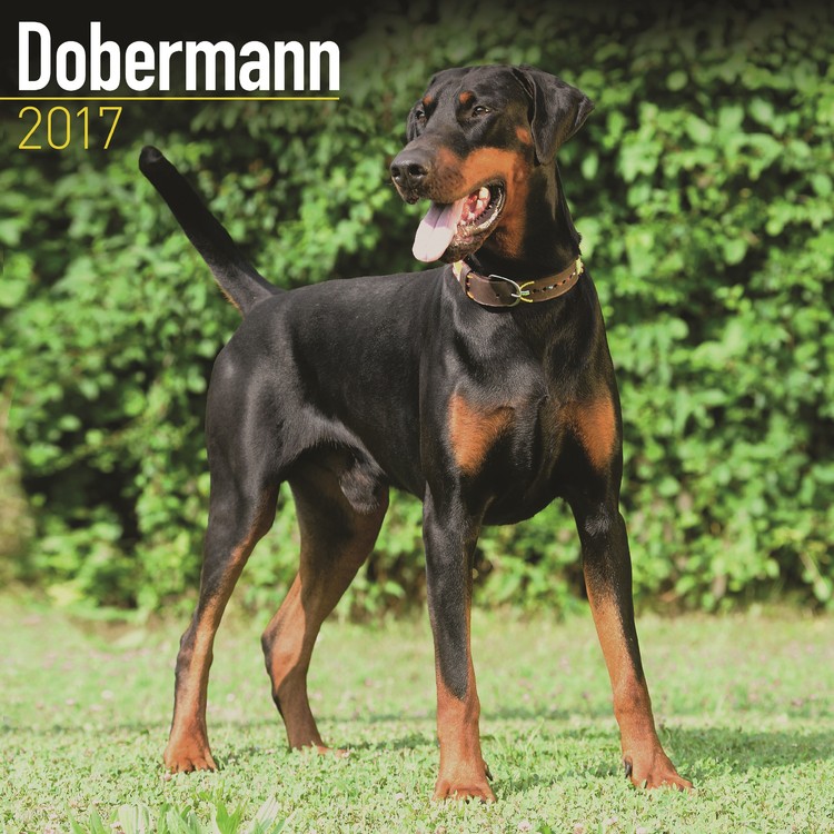 Calendar 2027 Dobermann