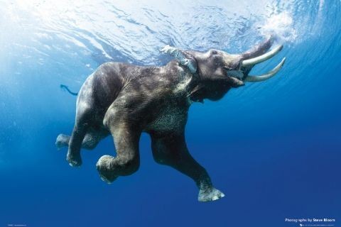 Poster Elephant swim - steve bloom