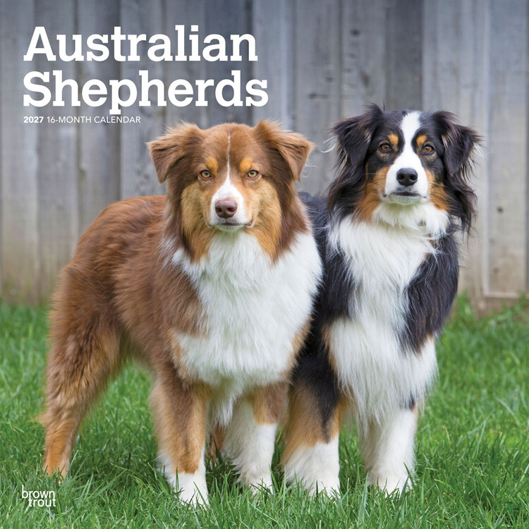 Календар 2027 Australian Shepherds | 16-місячний