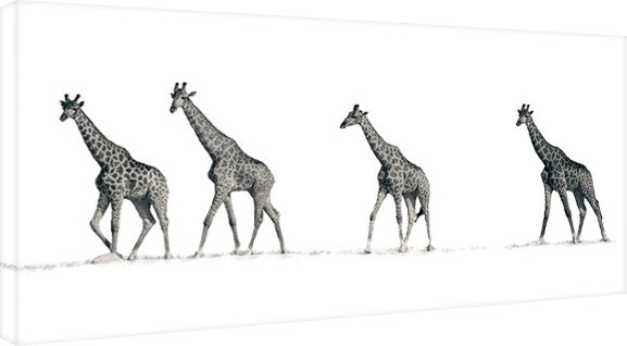Принти на полотні Mario Moreno - The Giraffes