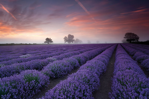 Poster Lavender field - Dawn