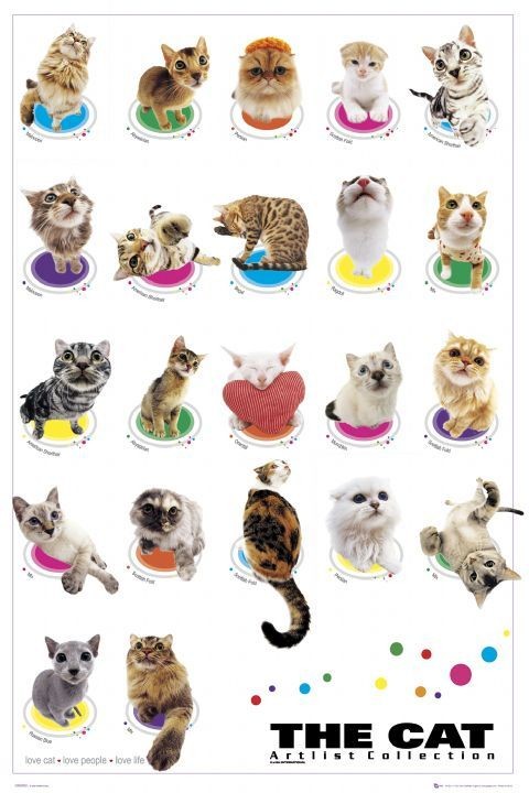 Плакат The cat - compilation