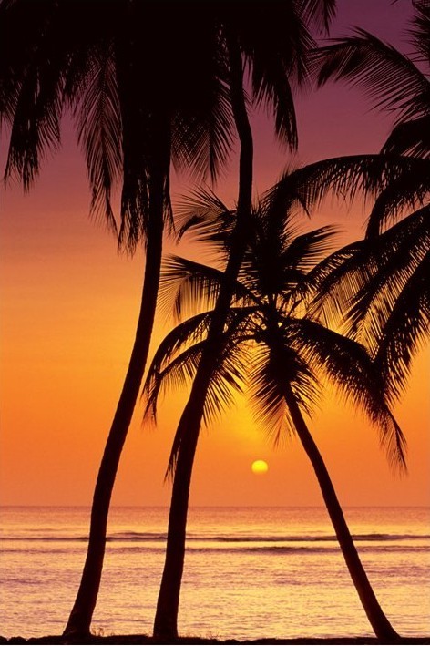 Poster Tropical Sunset