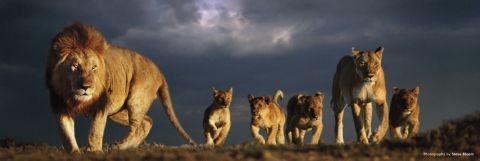 Плакат Lions pride - steve bloom