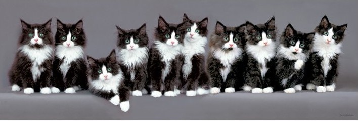 Плакат Keith Kimberlin - 10 norwegian kittens